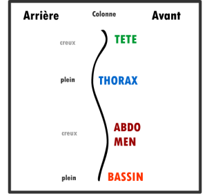 Courbure de la colonne