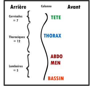 Les noms de la colonne vertébrales