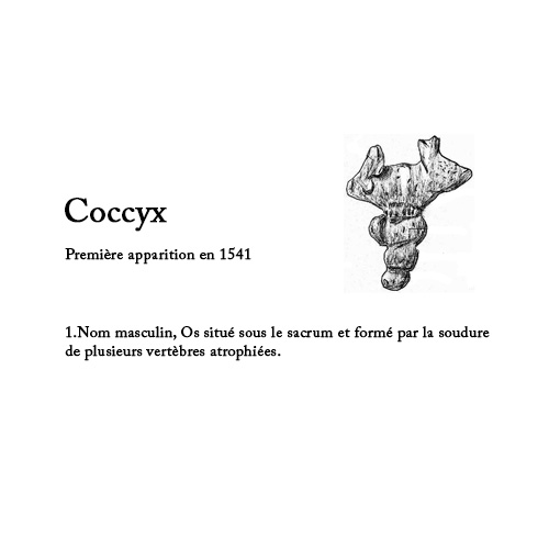 L’origine des mots: « Coccyx »