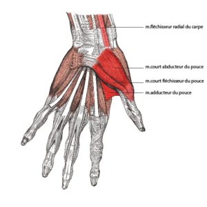 muscles déformations arthrose du pouce