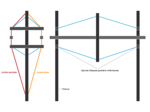 schema bassin tensegrite schema bassin tensegrite - Ostéopathe à Castres