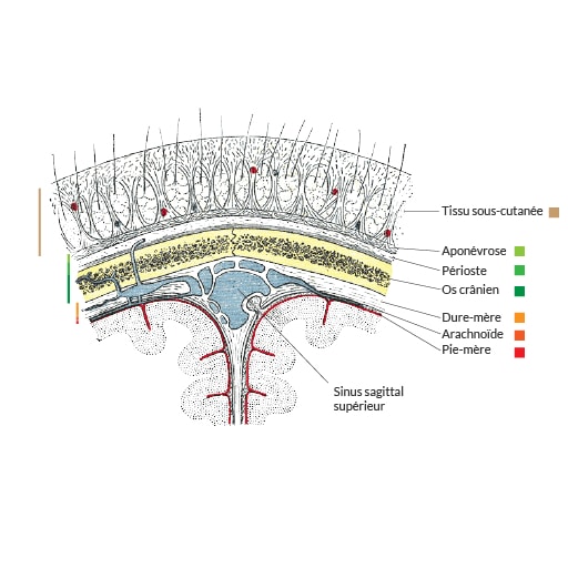 Les couches du crâne couches du crâne