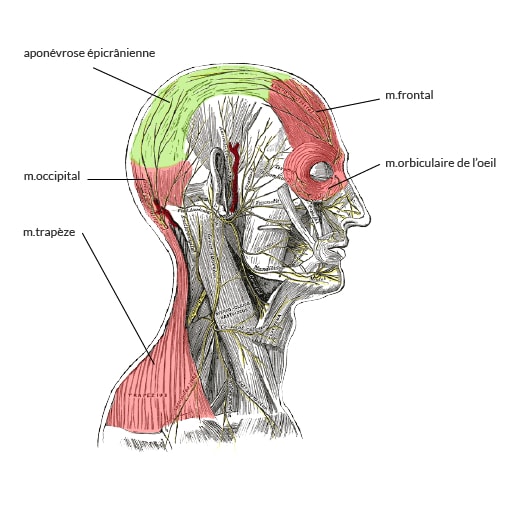 Muscles et nerfs de la tête muscles et nerfs de la tête