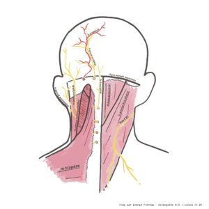 Schéma du cou en vue postérieure schéma des muscles cervicaux - impact sur les migraines
