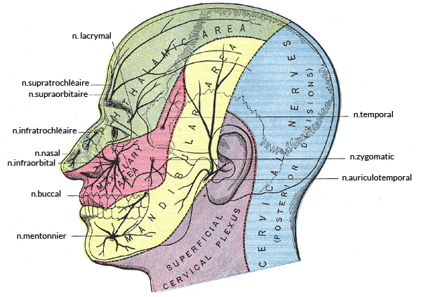 Zone de sensibilité du crâne Zone de sensibilité du crâne
